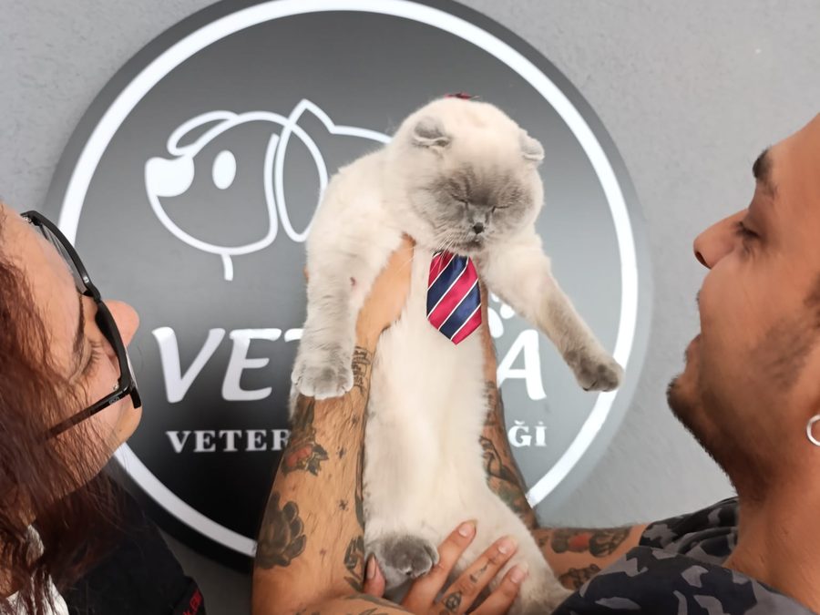 Klinikte kucakta tutulan kedi, arkada Vetopia tabelası